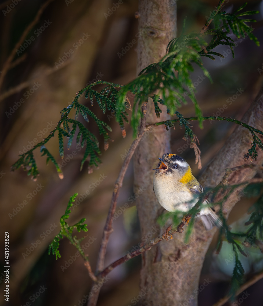 The firecrest, one of the smallest birds in European avifauna. At first glance, it appears as a generally plump bird, with greenish hues and a head adorned with a characteristic striped pattern.