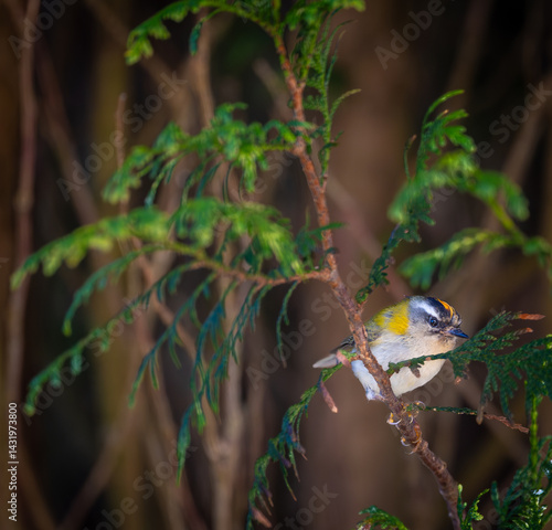 Obraz na płótnie The firecrest, one of the smallest birds in European avifauna. At first glance, it appears as a generally plump bird, with greenish hues and a head adorned with a characteristic striped pattern. w salonie