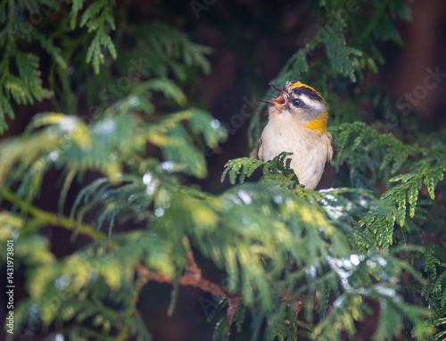 Obraz na płótnie The firecrest, one of the smallest birds in European avifauna. At first glance, it appears as a generally plump bird, with greenish hues and a head adorned with a characteristic striped pattern. w salonie