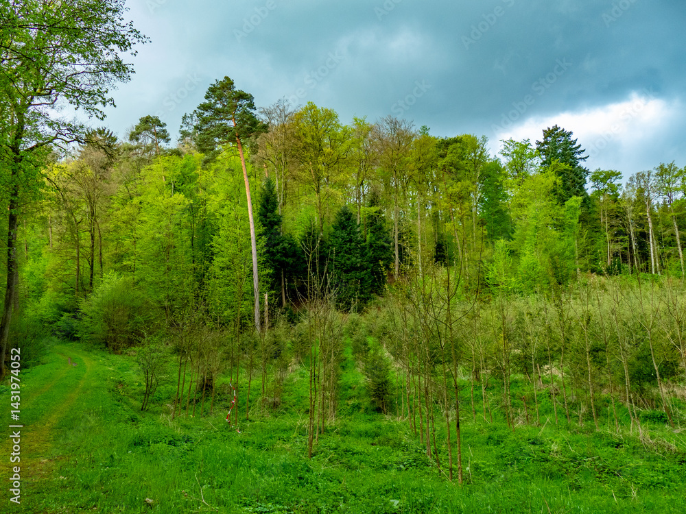 Obraz premium Wiederaufforstung im Mischwald im Frühjahr