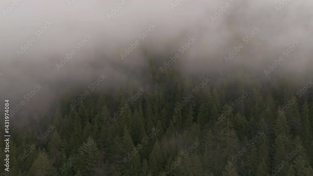 Foggy Forest in British Columbia: Aerial View of Misty Trees and Mountain Landscape Foggy Forest in British Columbia: Aerial View of Misty Trees and Mountain Landscape