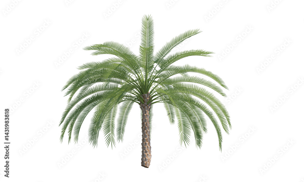 Obraz premium Date Palm front view png alpha channel