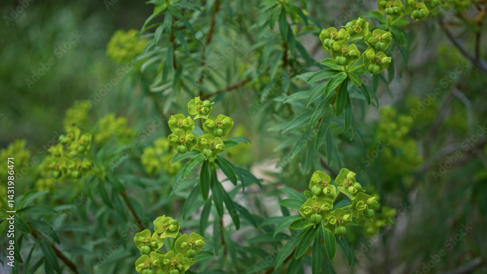 Closeup view of vibrant euphorbia characias with green clusters in outdoor mallorca setting showcasing mediterranean nature's lush foliage Closeup view of vibrant euphorbia characias with green clusters in outdoor mallorca setting showcasing mediterranean nature's lush foliage