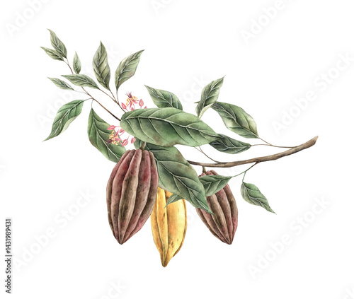 Cacao tree branch with green leaves and three yellow and brown cacao fruits, pink flowers. Watercolor botanical illustration for food packaging, book illustrations, confectionery branding.