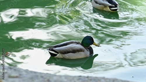 A female and male mallard duck swim on a pond on a summer day
