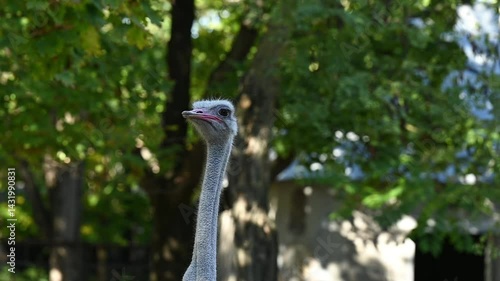 Head of an African ostrich walking outdoors