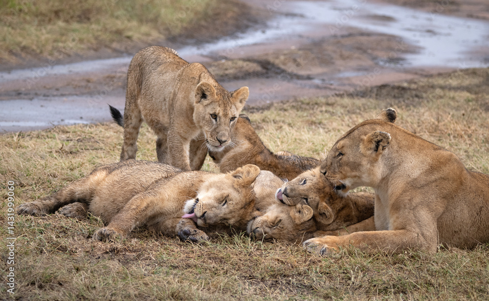 Fototapeta premium Playing Lion Cubs