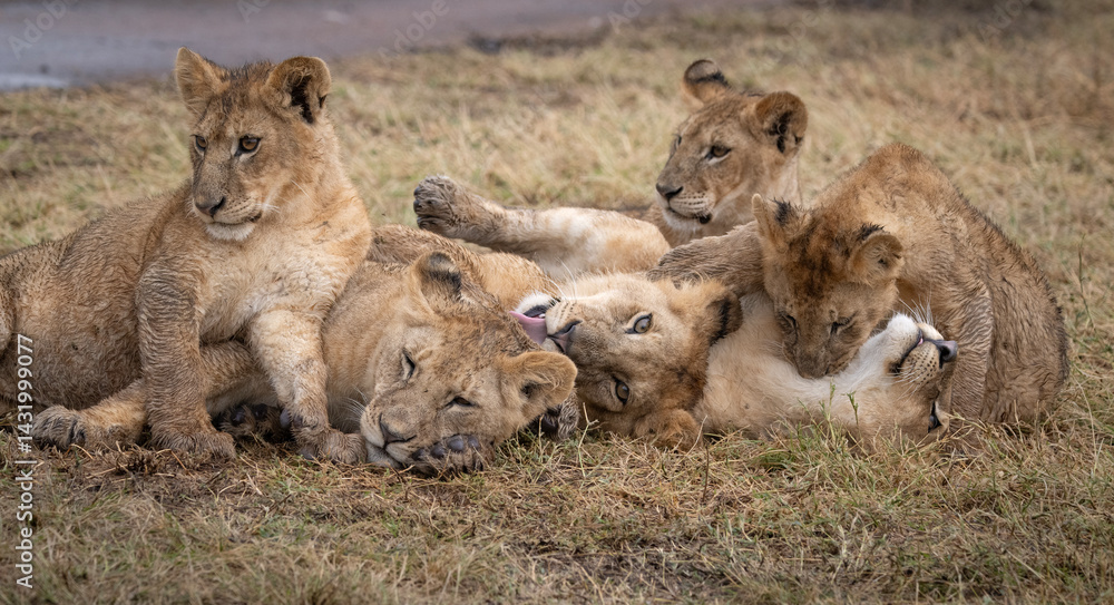 Naklejka premium Tussling Lion Cubs