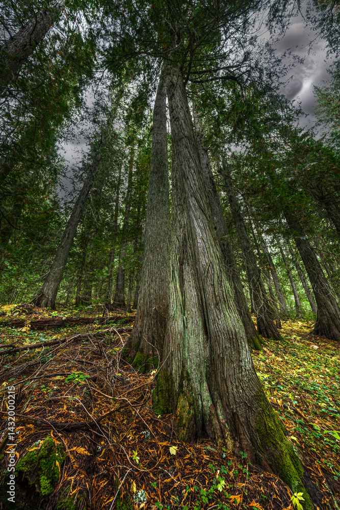 Hobo Cedar Grove Botanical Area with Western Red Cedar (Thuja plicata) in Idaho