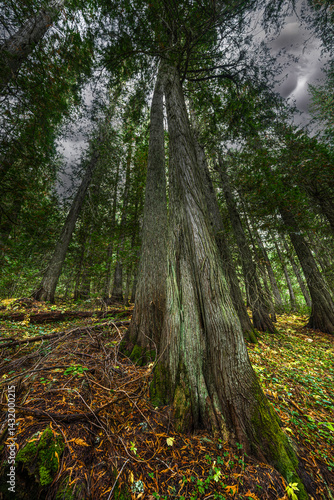 Obraz na płótnie Hobo Cedar Grove Botanical Area with Western Red Cedar (Thuja plicata) in Idaho w salonie