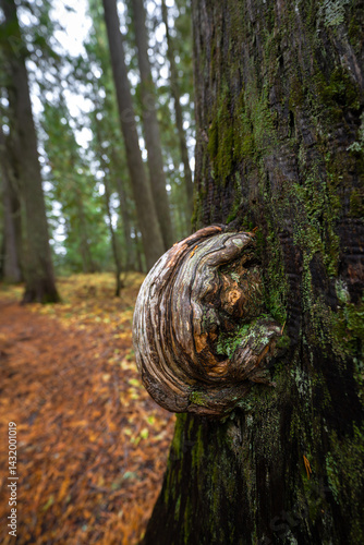 Obraz na płótnie Hobo Cedar Grove Botanical Area with Burl on a Western Red Cedar (Thuja plicata) in Idaho w salonie