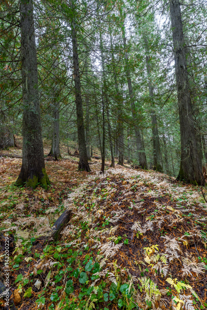 Hobo Cedar Grove Botanical Area with Western Red Cedar (Thuja plicata) in Idaho