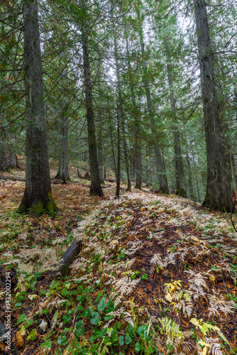 Hobo Cedar Grove Botanical Area with Western Red Cedar (Thuja plicata) in Idaho