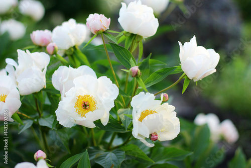Fototapeta Naklejka Na Ścianę i Meble -  A lush bush of bright peony flowers. They bloom in the garden on a sunny summer day.
