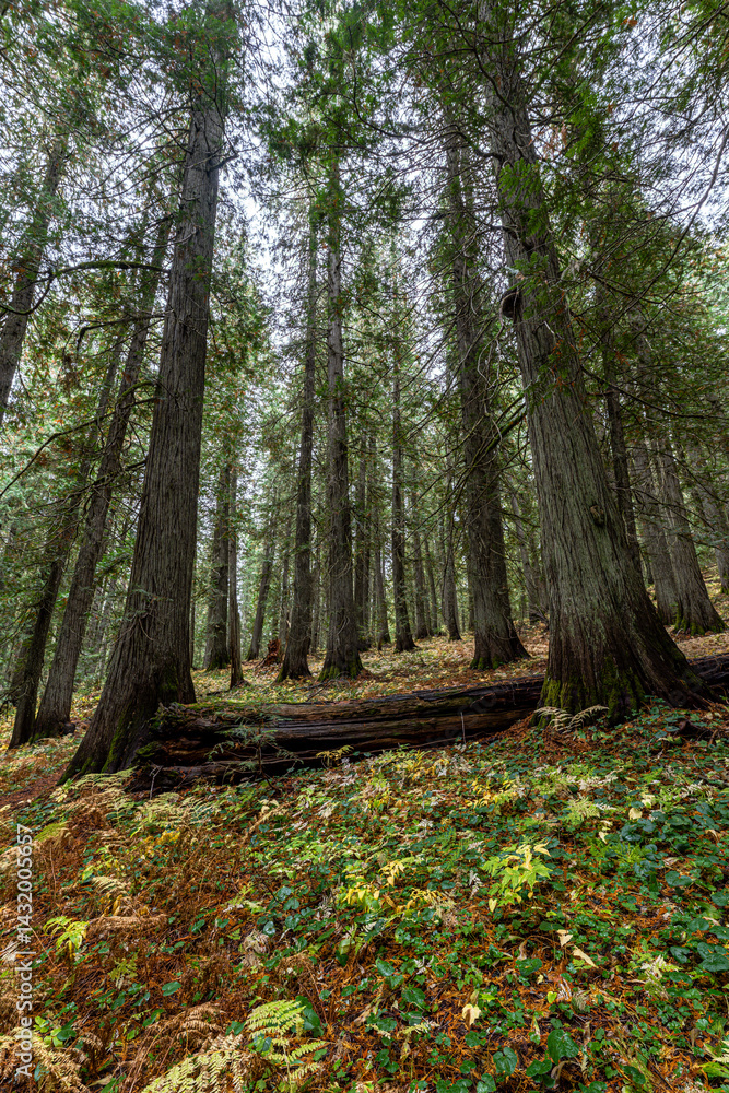 Hobo Cedar Grove Botanical Area with Western Red Cedar (Thuja plicata) in Idaho