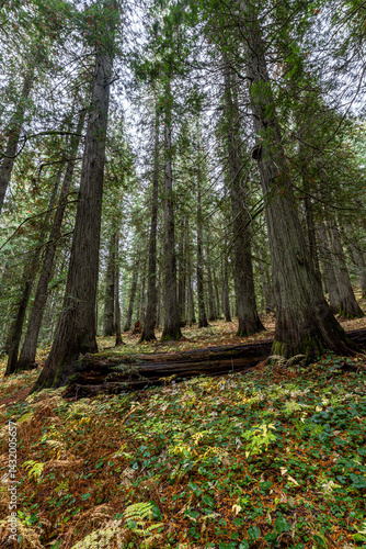 Obraz na płótnie Hobo Cedar Grove Botanical Area with Western Red Cedar (Thuja plicata) in Idaho w salonie