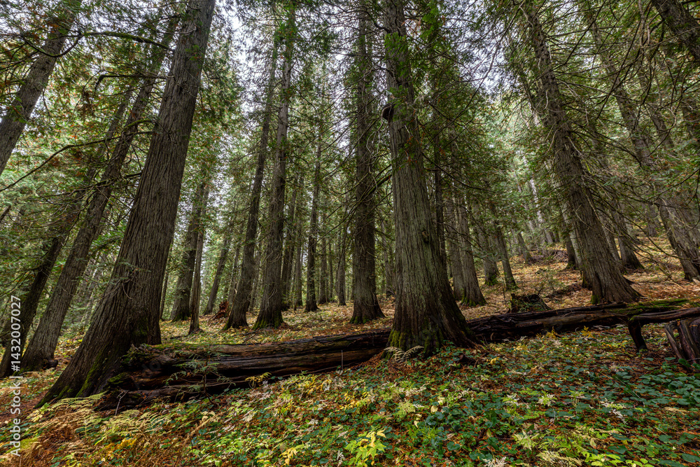 Hobo Cedar Grove Botanical Area with Western Red Cedar (Thuja plicata) in Idaho
