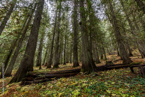 Obraz na płótnie Hobo Cedar Grove Botanical Area with Western Red Cedar (Thuja plicata) in Idaho w salonie