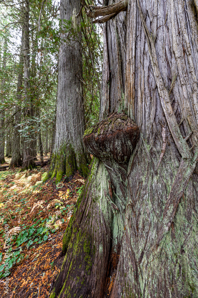 Hobo Cedar Grove Botanical Area with Burl on a Western Red Cedar (Thuja plicata) in Idaho