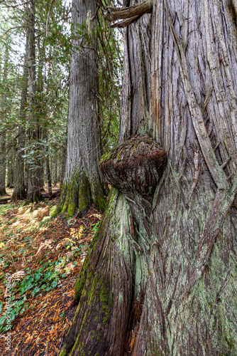 Obraz na płótnie Hobo Cedar Grove Botanical Area with Burl on a Western Red Cedar (Thuja plicata) in Idaho w salonie