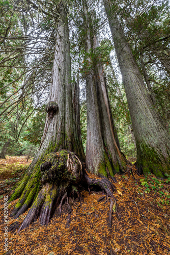 Obraz na płótnie Hobo Cedar Grove Botanical Area with Burl on a Western Red Cedar (Thuja plicata) in Idaho w salonie