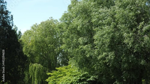 Lush green trees swaying in summer breeze.