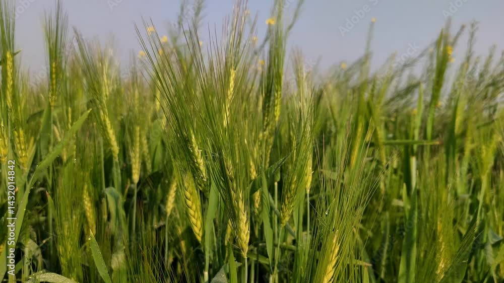 wheat beans | green wheat plants in rural field | wheat field in early growth stage | wheat cultivation wheat beans | green wheat plants in rural field | wheat field in early growth stage | wheat cultivation