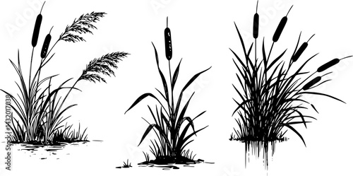 An ink artwork showcasing black and white cattail grass. A calm oriental landscape with plants. Suitable for posters, prints, or meditation backdrops. An abstract, peaceful nature