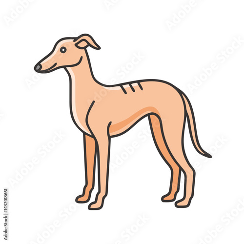Illustration of a greyhound dog breed, vector art of pet animal, doggy, running, racing, canine, mammal, domestic, drawing