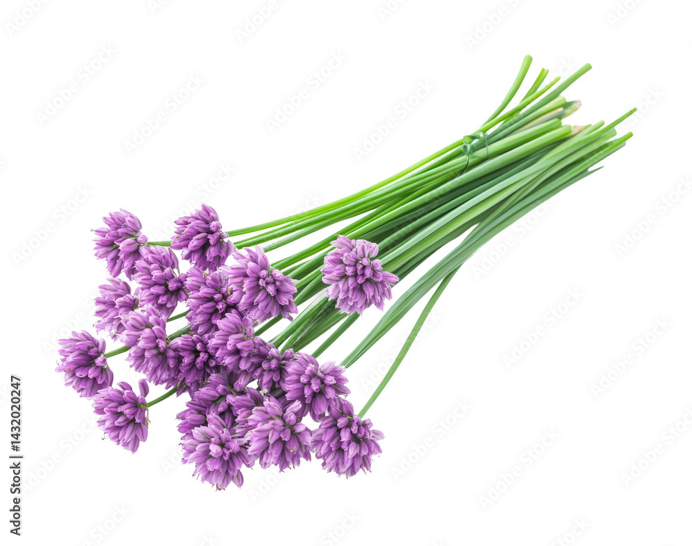 Obraz premium Harvesting fresh chives herb garden botanical outdoors isolated on transparent background