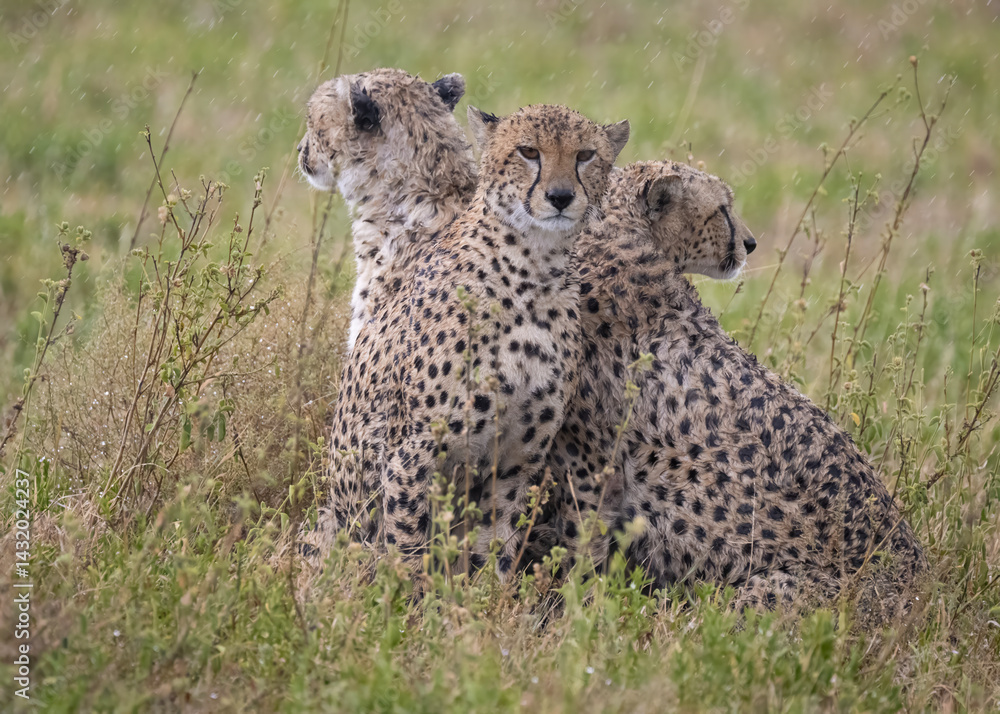 Cheetahs In Rain Cheetahs In Rain