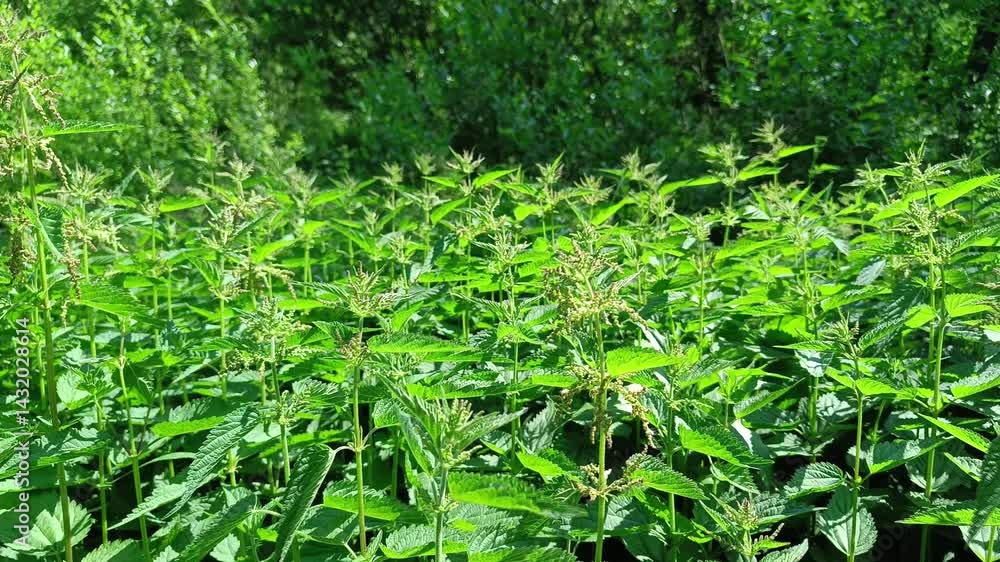 Thickets of dioecious nettles (Latin Urtica) on a summer day Thickets of dioecious nettles (Latin Urtica) on a summer day