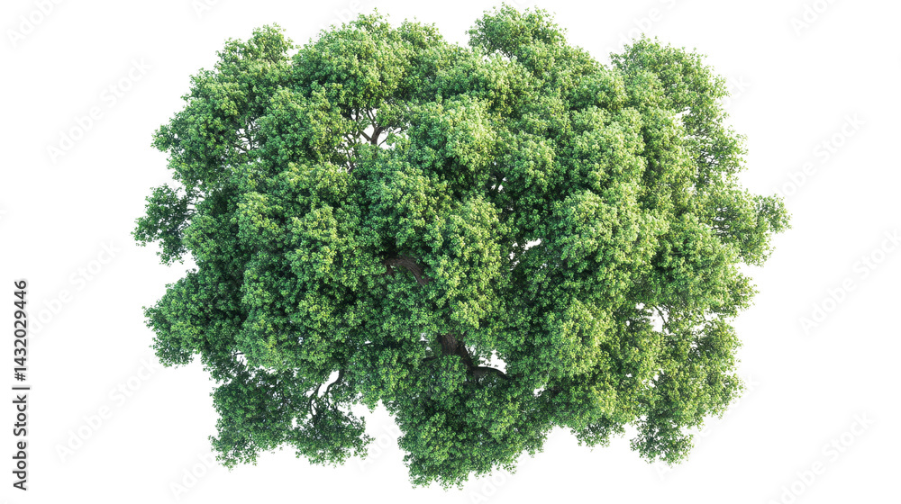 tree top view isolated on white transparent background