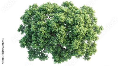 Obraz na płótnie tree top view isolated on white transparent background w salonie