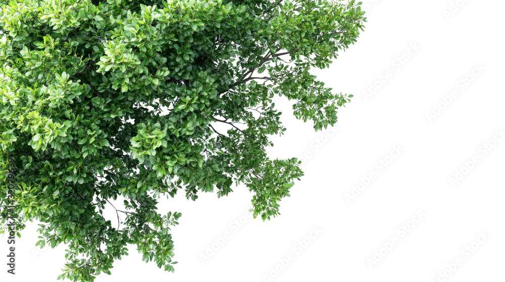 tree top view isolated on white transparent background