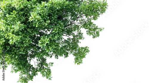Obraz na płótnie tree top view isolated on white transparent background w salonie
