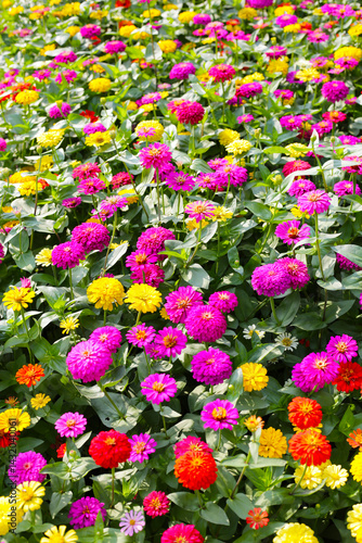 Colorful zinnias in full bloom brightens the garden