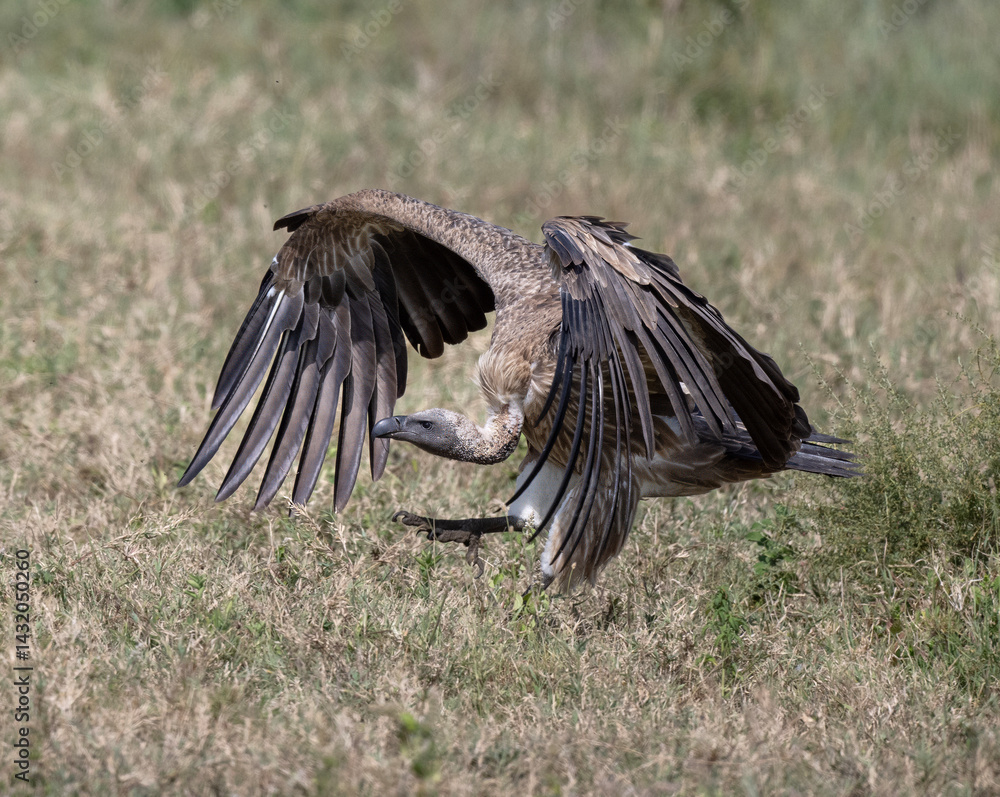 Vultures Feeding on Baby Zebra Kill Vultures Feeding on Baby Zebra Kill