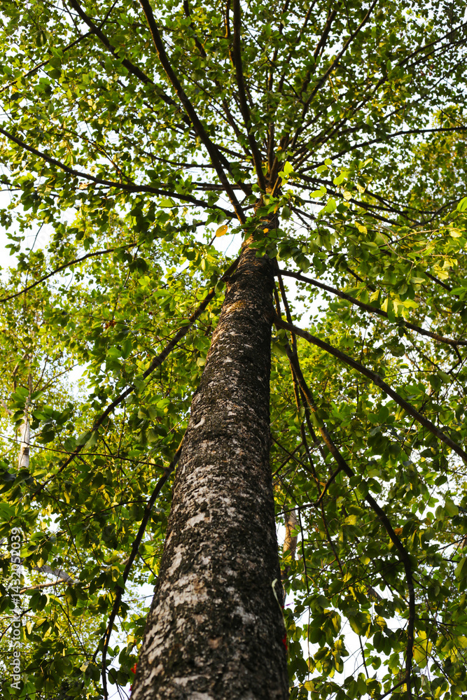 Looking up from down tree, Dipterocarpus tree, Big tree in Vietnam Looking up from down tree, Dipterocarpus tree, Big tree in Vietnam