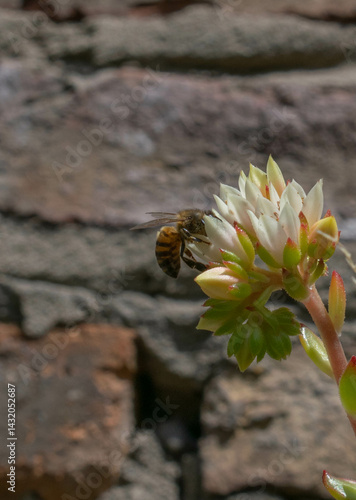abeja posada en una planta con pared de ladrillos de fondo. verano insectos