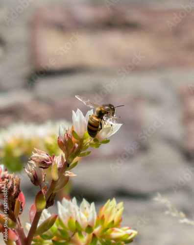 bee on a flower