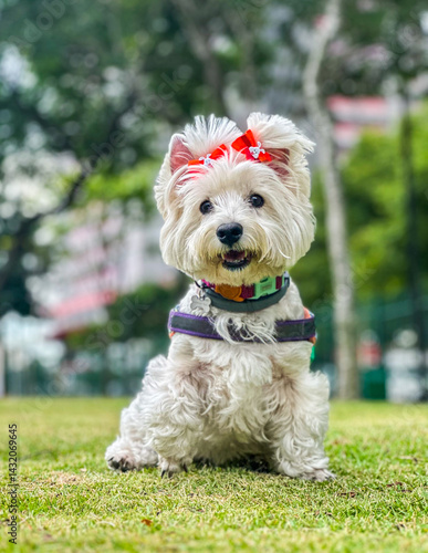 cachorro, terrier, branco, animal de estimação, animais, filhote de cachorro, oeste, terras altas, bonito, canino, relva, retrato, mamífero, isolado, sentado, estar, adorável, doméstico, pele, pequeno