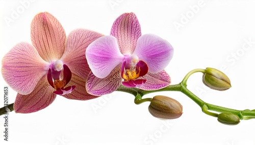 a branch of phalaenopsis orchid flowers and buds isolated on white background