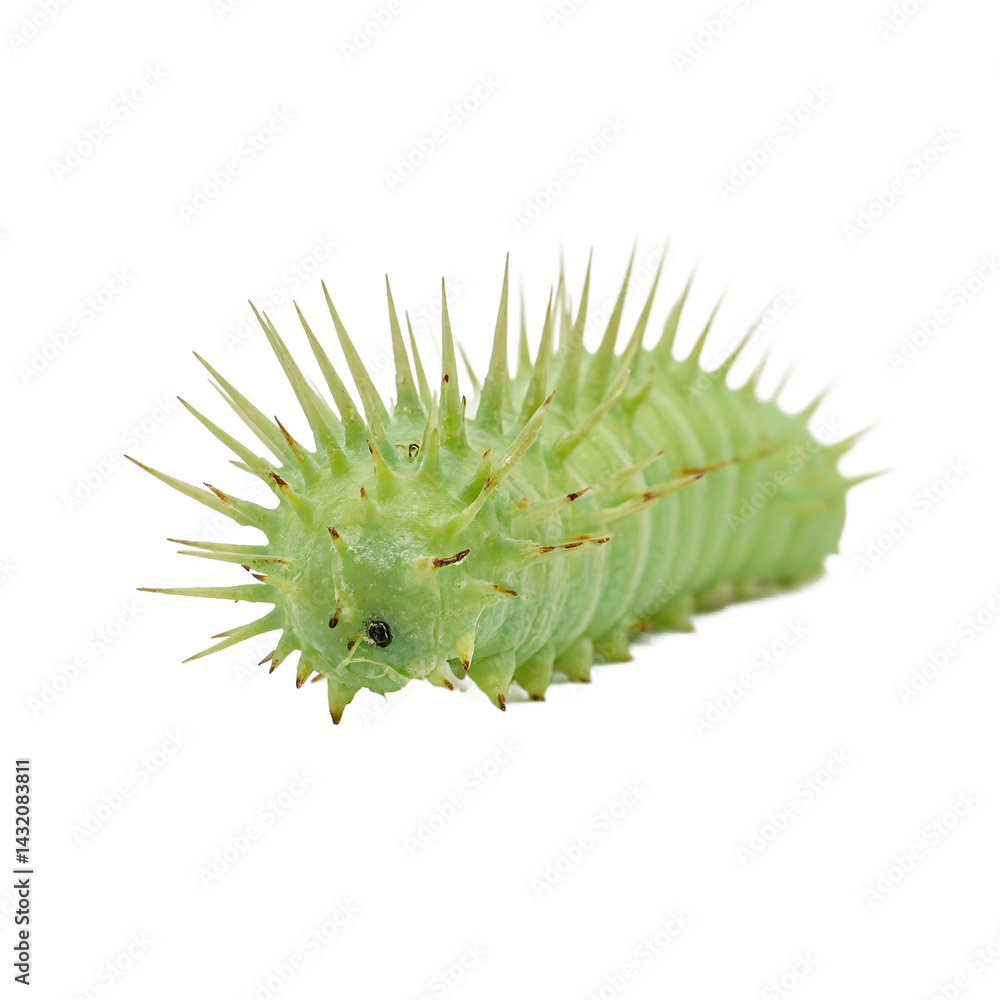 Fototapeta premium Isolated spiky green caterpillar crawling forward on white background