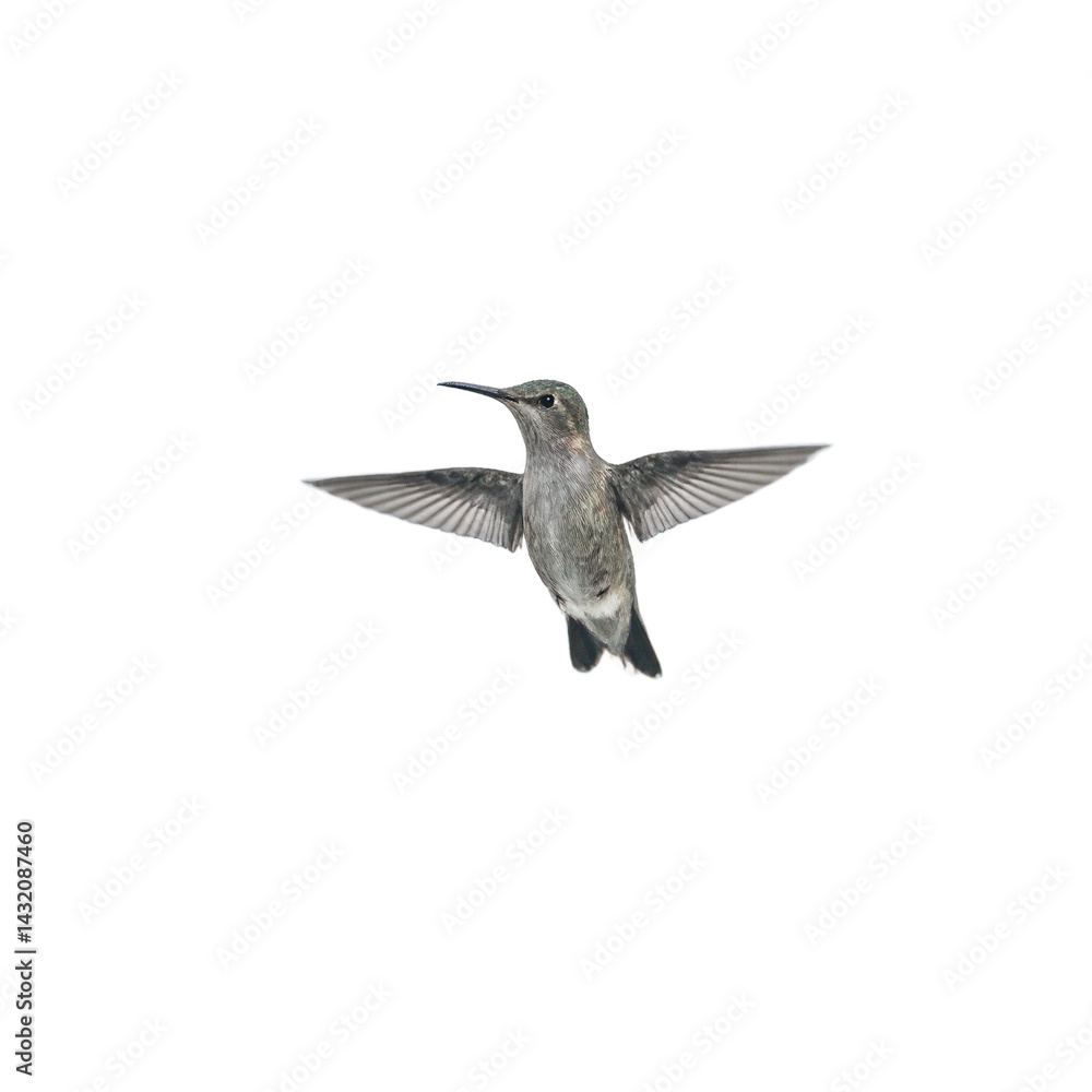 Isolated close up of a small hummingbird frozen mid hover showcasing delicate feathers and vibrant colors Isolated close up of a small hummingbird frozen mid hover showcasing delicate feathers and vibrant colors