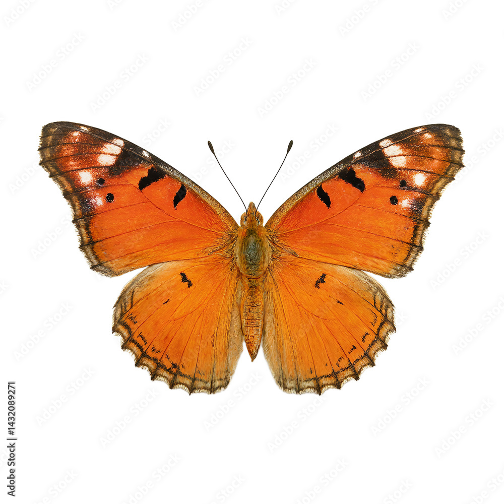 Fototapeta premium Vibrant monarch butterfly isolated wings spread wide showcasing intricate details