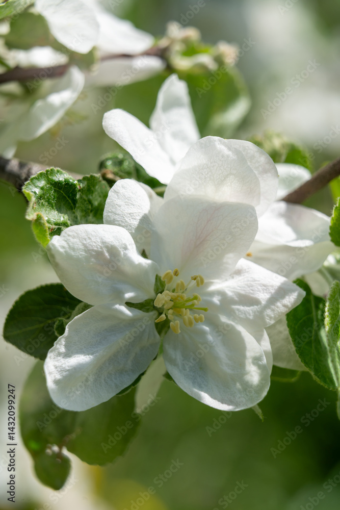 Fototapeta premium Blooming apple blossoms in a sunny spring garden