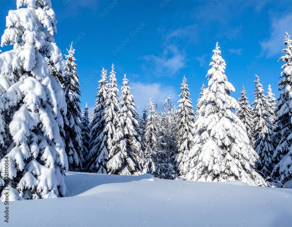 Naklejka premium Forest with trees and a frseh coating of snow during the daytime with a vivid blue sky.