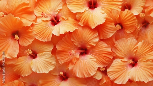 Wallpaper Mural Close-Up Photograph of Multiple Peach Hibiscus Blossoms Torontodigital.ca