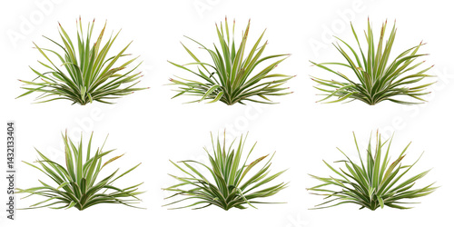 Bright edge yucca Green Plant 3D Render with Transparent PNG Background